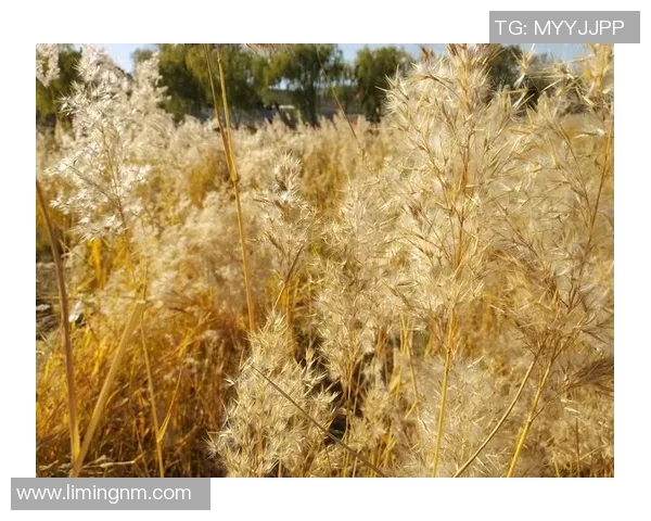 陈丽谈排球生涯的点滴回忆与成长历程分享